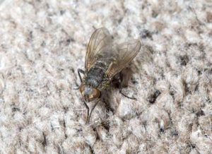 fly on carpet