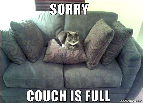 cat on full couch
