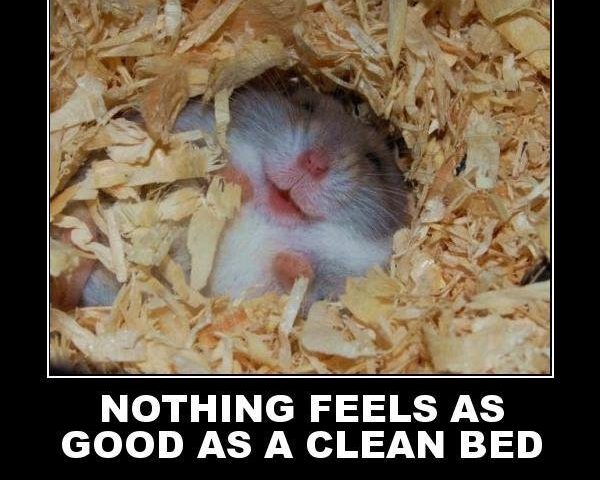 clean bed