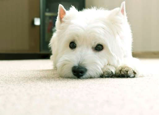 white dog on carpet