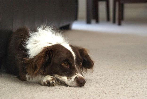 pet dog on carpet
